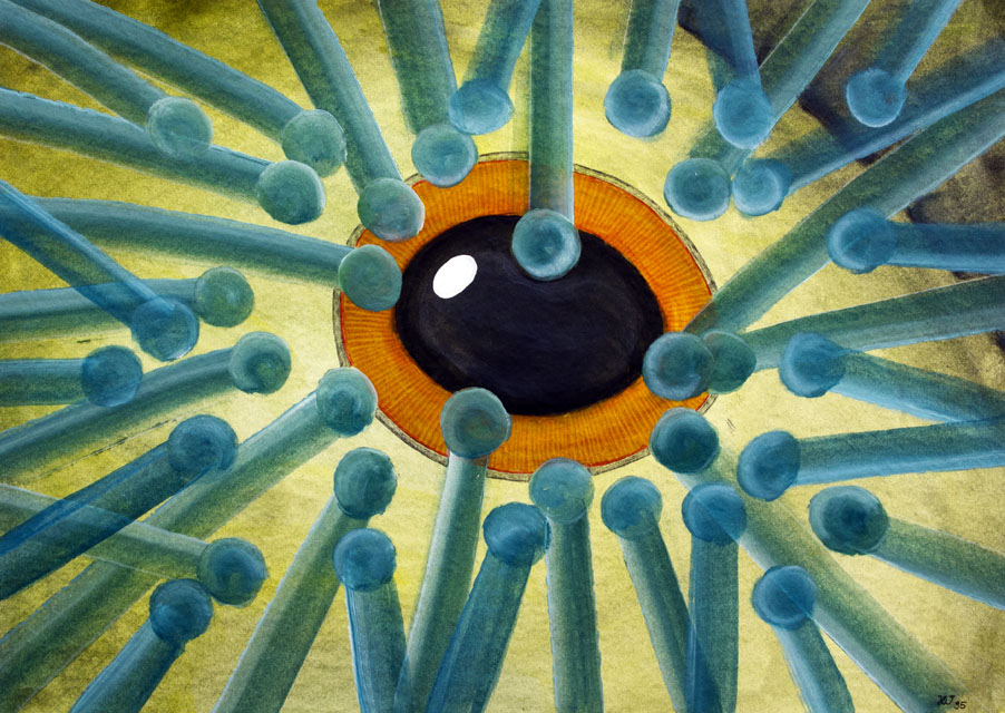anemonen - 1996 - 730x510 mm